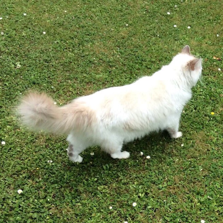 DecPierce's tweet photo. This is my parent’s Cat. She has gone missing, and is slightly sick at the moment. Last seen in the Cabinteely area of Dublin. RTs welcome especially if you know anyone in the area who might be able to help. Very distinctive all white, with a really soft nature. Thank you so much https://t.co/ONdXkSnIri