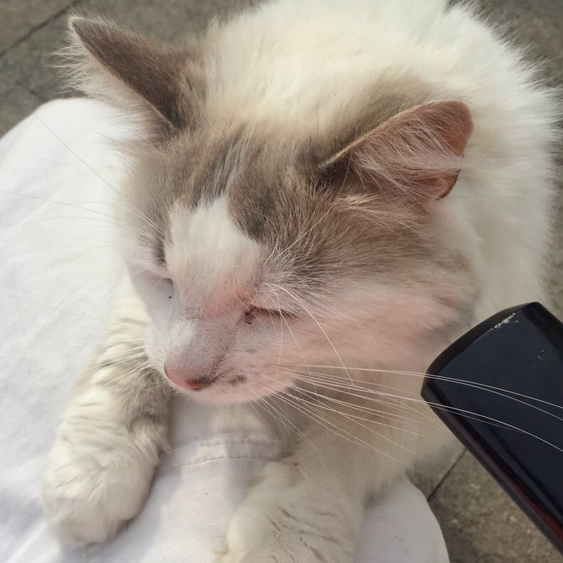 DecPierce's tweet photo. This is my parent’s Cat. She has gone missing, and is slightly sick at the moment. Last seen in the Cabinteely area of Dublin. RTs welcome especially if you know anyone in the area who might be able to help. Very distinctive all white, with a really soft nature. Thank you so much https://t.co/ONdXkSnIri