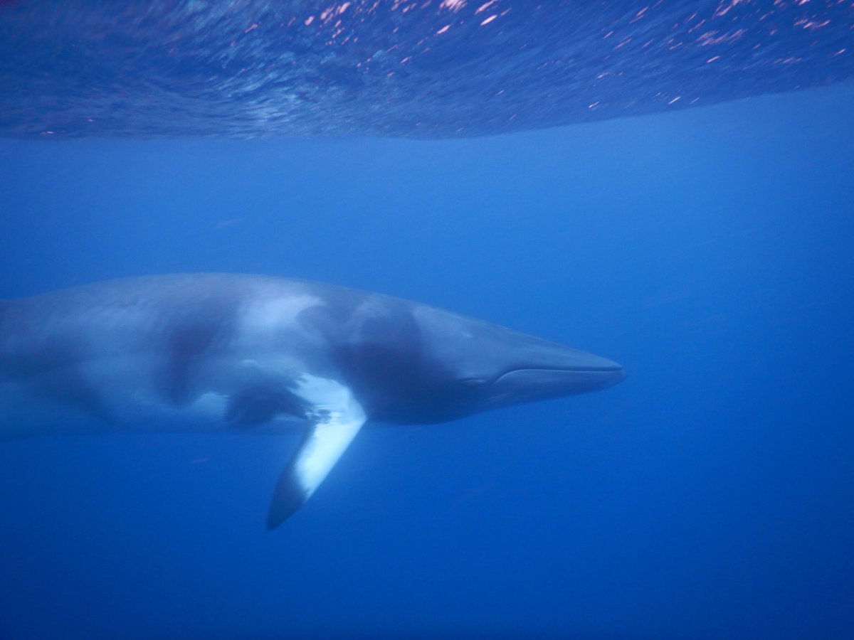 Eddie Game On Twitter Swimming With Dwarf Minke Whales On The