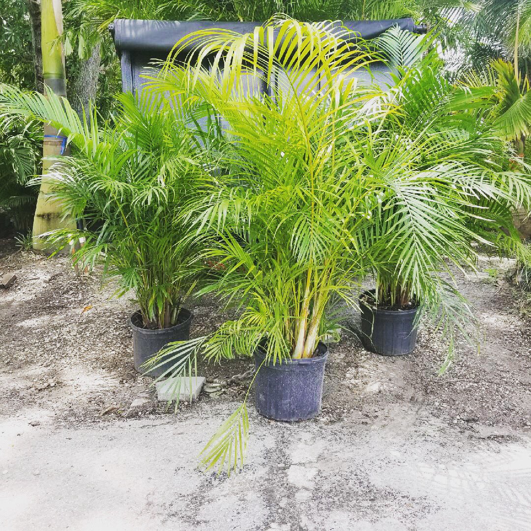 We have some beautiful Areca Palms that’s are 4 to 5 feet planted for only $29.00. Come get yours before they’re all gone!!! #arecapalm #trees #plamtrees #nursery #thursday #weekday #july #like4likes #like4follow #likeforlikes #likeforfollow #follow #following #follow4followback