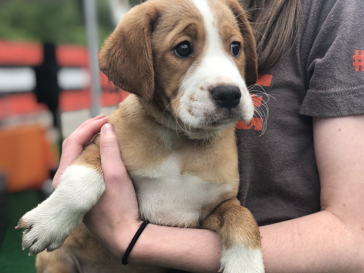 baker mayfield dog jersey