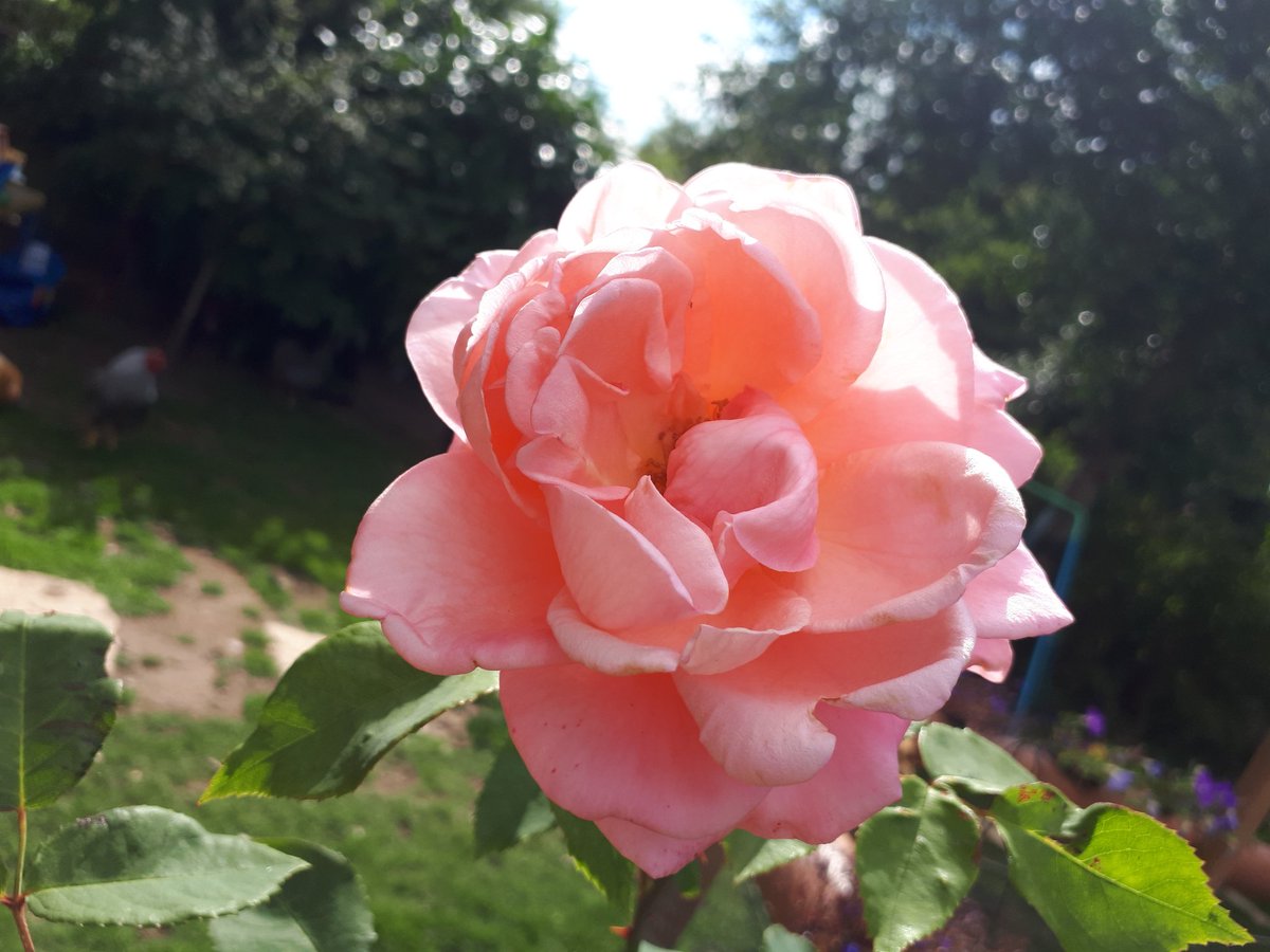 QuackingtonH's tweet image. Quackington Rose