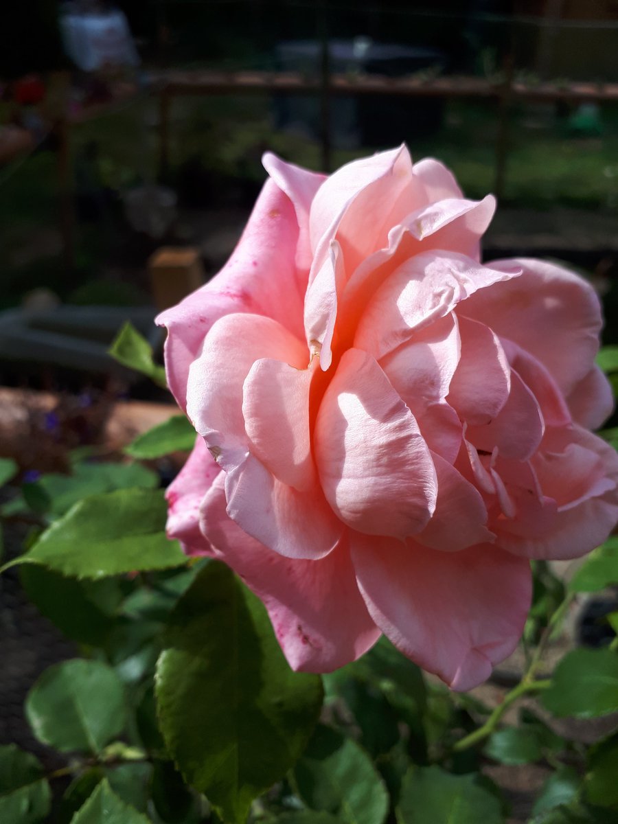 QuackingtonH's tweet image. Quackington Rose
