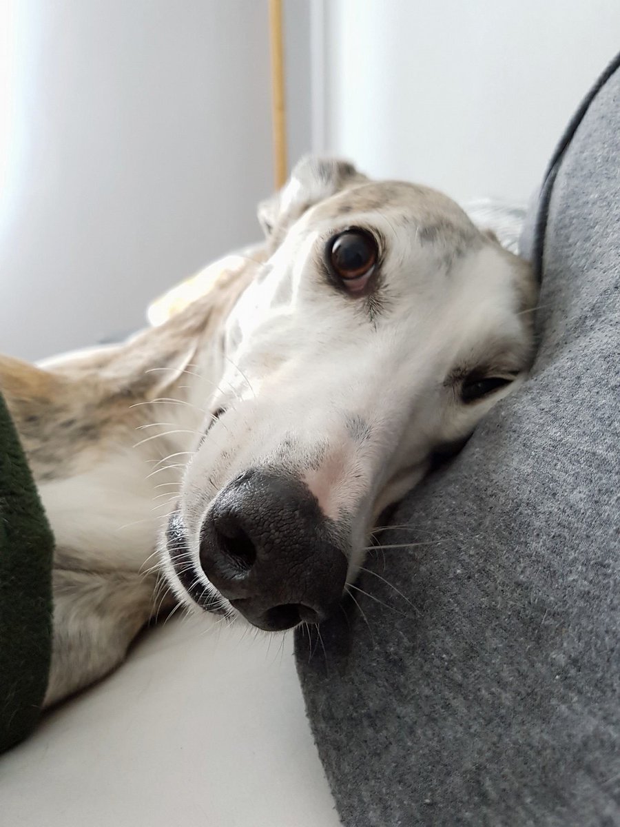 PointyFaces's tweet photo. Happy #NationalDogPhotographyDay! Here's one of my favourites of Bella, doing what she does best, relaxing in bed. 😴🐾💕 https://t.co/L8HEmPGLDN