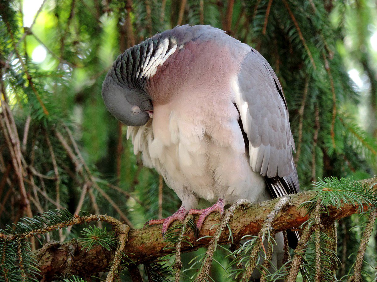 Avian Enterprises tweet media