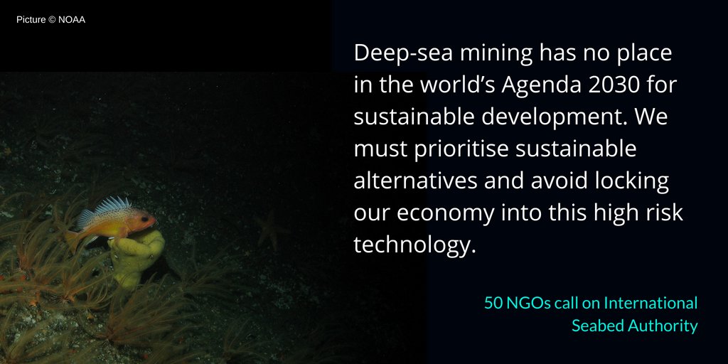 Sciaena_NGO's tweet photo. 50 NGOs call on @ISBAHQ to cease granting contracts for #Deepseamining exploration and to refrain from issuing contracts for exploitation https://t.co/07ORwmE2vT #24thSession #ISBAHQ #keepitintheseabed https://t.co/TxG1iOoei3