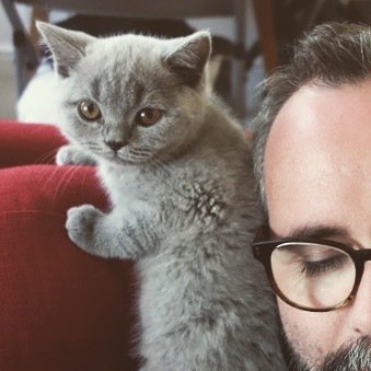 british shorthair 12 weeks