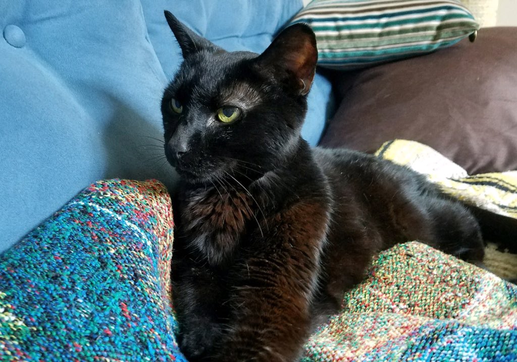 FeralFemale's tweet photo. @AwwwwCats 18yo Angus says...hey tiger 😻
#AngusIsTheBest 
#EverybodyLovesAngus https://t.co/iBxCRASpOM