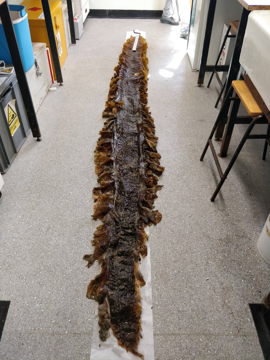 Dr Karen Mooney (McAuley) (@karenmooney01) on Twitter photo So, guess we have answered the Q of whether we can crop & regrow a good #kelp harvest in #NI #StrangfordLough! Deployed Nov 2016, cropped May 2017, sampled 26th July 2018 - this plant was 3.8m long, 46cm wide, weighed 1.5kg (inc fouling)! <a href="/SeagasUk/">Seagas</a> <a href="/QueensMarineLab/">QueensMarineLab</a> <a href="/BBSRC/">Biotechnology and Biological Sciences Research</a> 1/n So, guess we have answered the Q of whether we can crop & regrow a good #kelp harvest in #NI #StrangfordLough! Deployed Nov 2016, cropped May 2017, sampled 26th July 2018 - this plant was 3.8m long, 46cm wide, weighed 1.5kg (inc fouling)! <a href="/SeagasUk/">Seagas</a> <a href="/QueensMarineLab/">QueensMarineLab</a> <a href="/BBSRC/">Biotechnology and Biological Sciences Research</a> 1/n