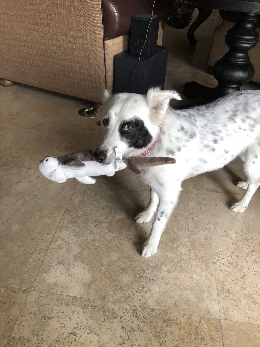 ....oh yeah, Gracie loves her new shark toy #SharkWeek @Discovery