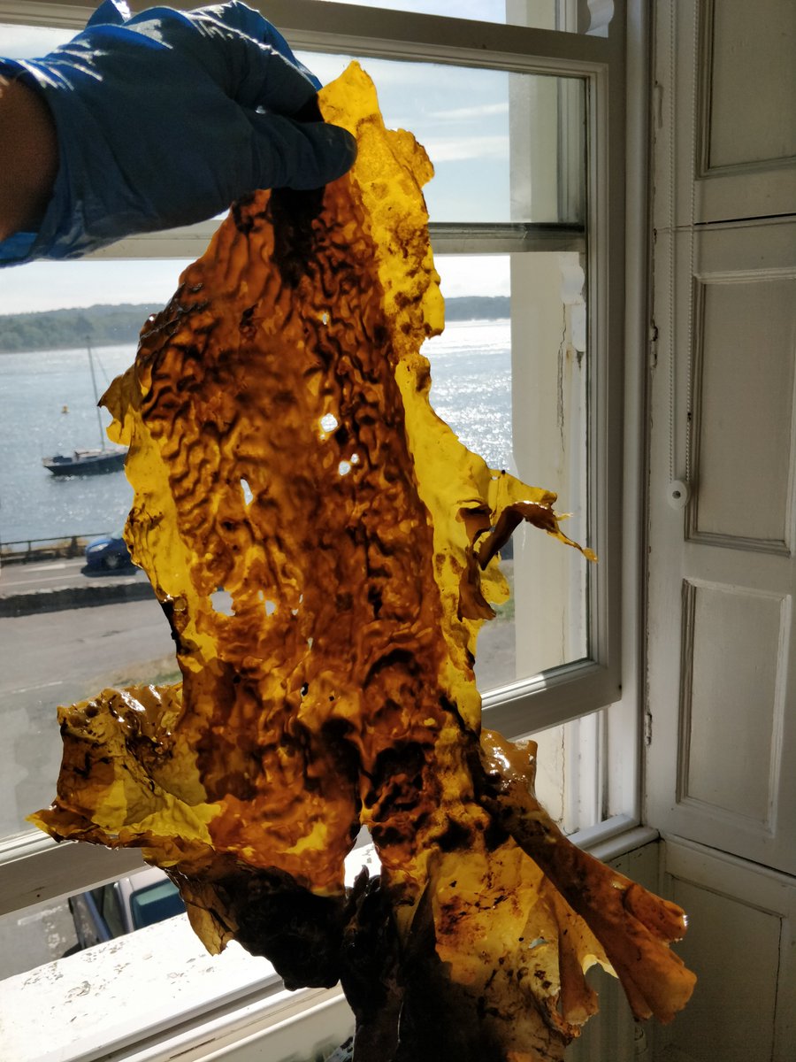 ...AND to top it all off, we got some very large fertile #kelp too!  #cultivation #theeconomicsisgettingbetter <a href="/SeagasUk/">Seagas</a> <a href="/QueensMarineLab/">QueensMarineLab</a>