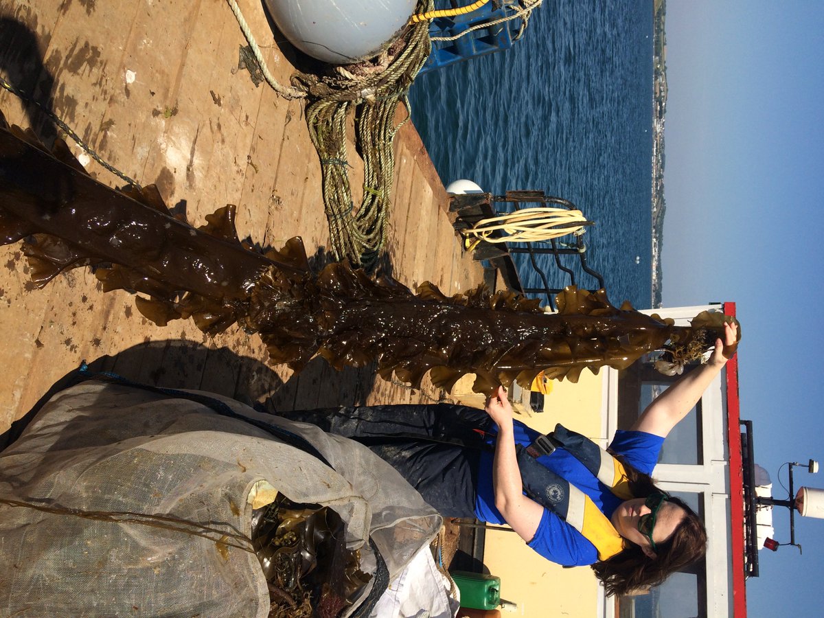 Dr Karen Mooney (McAuley) (@karenmooney01) on Twitter photo ...same longline sampled on 3rd July 2018, v clean #kelp, no fouling, and even longer - this one was over 4m! Here's <a href="/emmsyg1/">Emma Gorman</a> from <a href="/QueensMarineLab/">QueensMarineLab</a> out sampling for <a href="/SeagasUk/">Seagas</a> on a sunny day in #Portaferry! 2/n ...same longline sampled on 3rd July 2018, v clean #kelp, no fouling, and even longer - this one was over 4m! Here's <a href="/emmsyg1/">Emma Gorman</a> from <a href="/QueensMarineLab/">QueensMarineLab</a> out sampling for <a href="/SeagasUk/">Seagas</a> on a sunny day in #Portaferry! 2/n