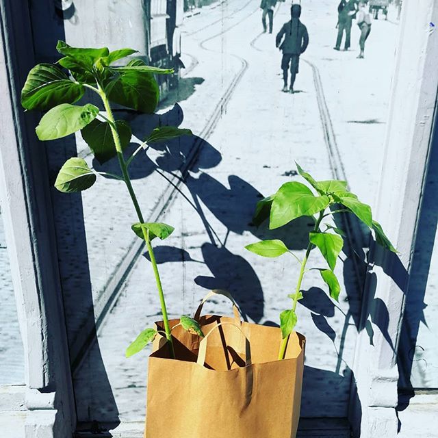 Papirposer er fint til så mangt. For eksempel til å frakte noen mellomstore solsikker fra balkongen på Grünerløkka til @takformaten i #schweigaardsgate
Heia @kiwi_minipris som gir kundene mulighet til å velge mellom papir, plast, og gjenbruksnett. Eller … ift.tt/2LQGC58