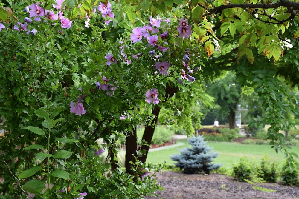 Things are blooming around campus! We are looking forward to welcoming our students back to campus .... soon. ⌚️#UofG
