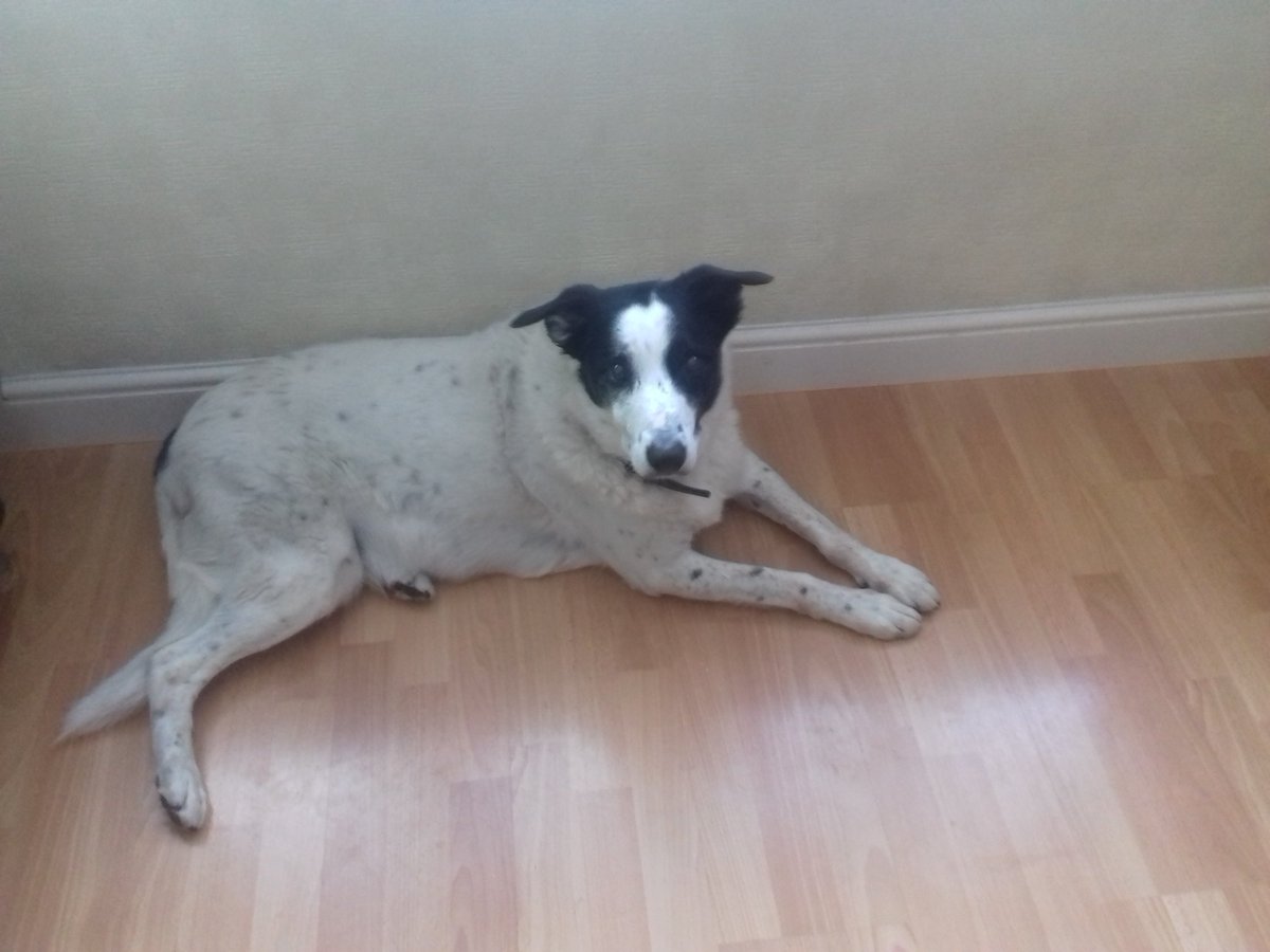 sparklyauthor's tweet photo. My poor doggie is fed up of the heat 🌞😯#furproblems https://t.co/9WjfGIGMzh