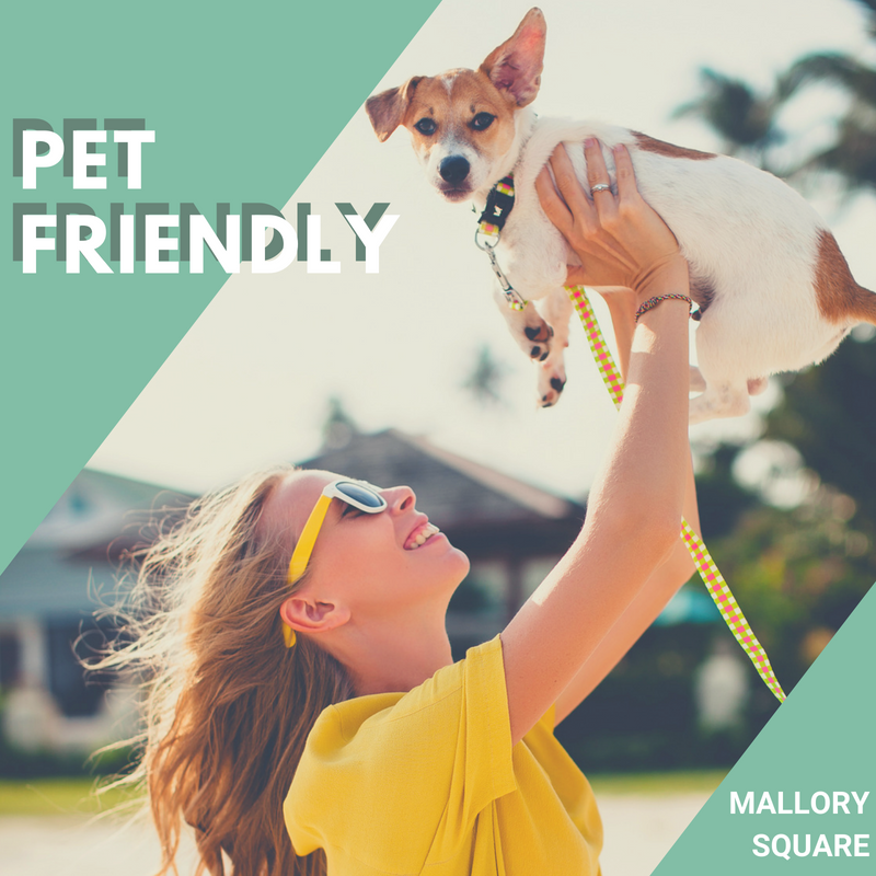 MallorySquareFL's tweet photo. Looking for a new place by the beach for you and your furry friend?! 
Come by to tour #MallorySquare, the dream #apartment home awaits 💫https://t.co/BPTiRlpOiF #Tampa https://t.co/eya2GC3czG