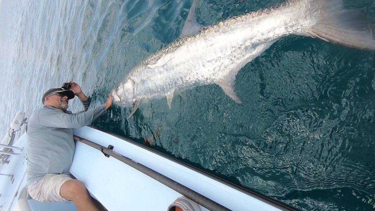 Dingos_fishing's tweet photo. The #mulletrun is right around the corner. This is an exciting time of year in South Florida. 
#flyfishing #fishing #tarpon
https://t.co/YBKc5hKnZU https://t.co/9XeIFIuu7U