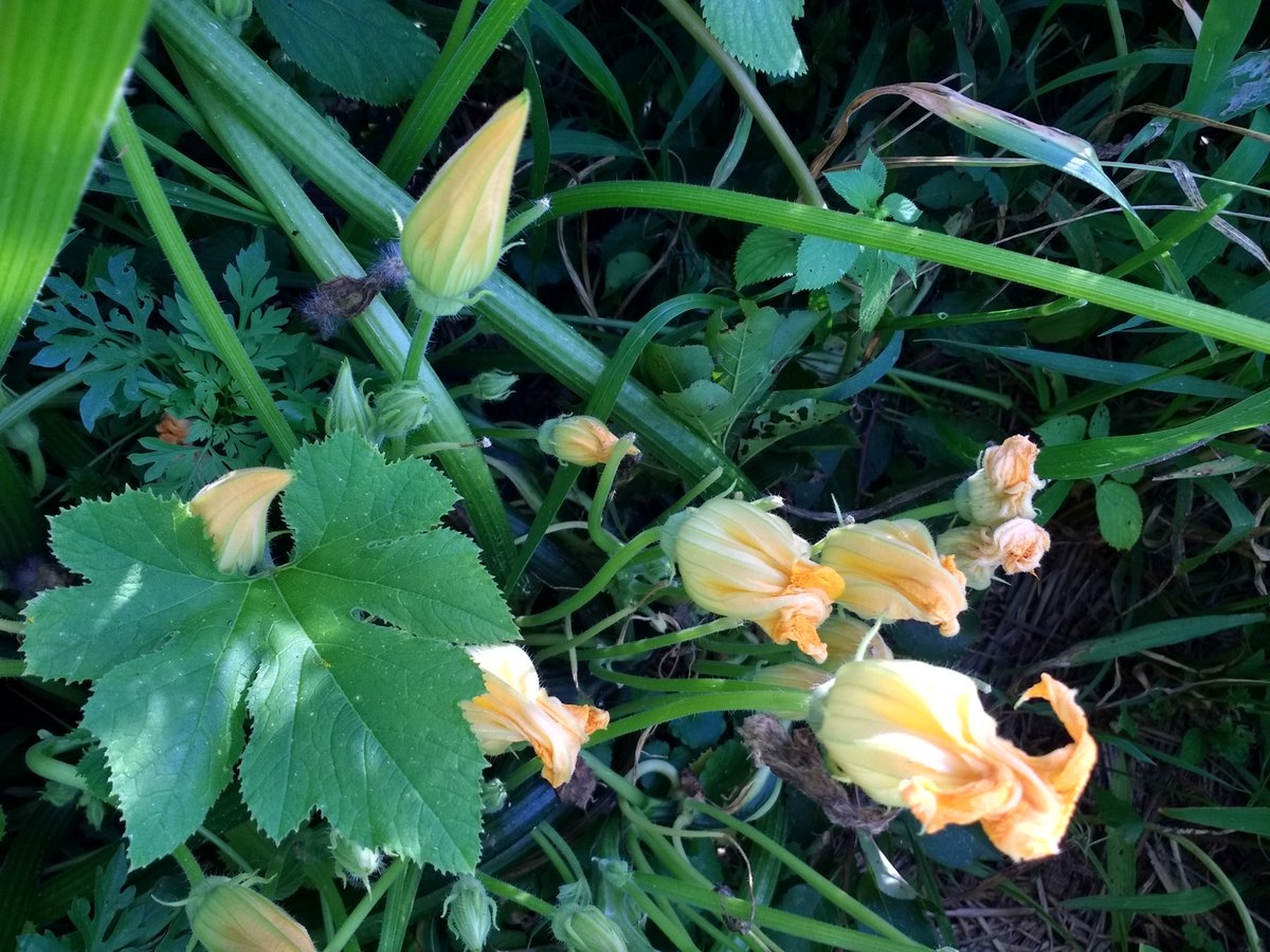 Did you know squash is a fruit? Check out the progress of these squash plants at our Work & Learn Day this Sat, 9 to Noon