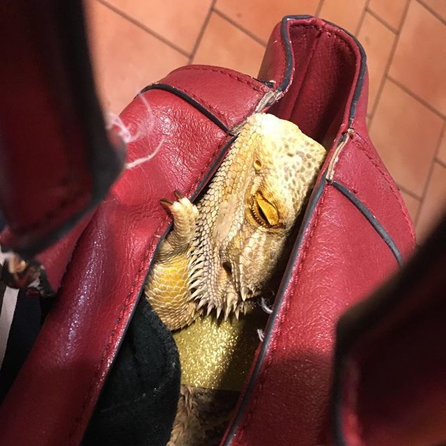 Central_Perkins's tweet photo. I’m technically not allowed at Panera...don’t tell! #beardeddragon #dragonbarbudo #beardiesofinstagram #dragonsofinstagram #perkatwork #lunch https://t.co/Qvo3mb5xXJ https://t.co/n5leLWcvVL