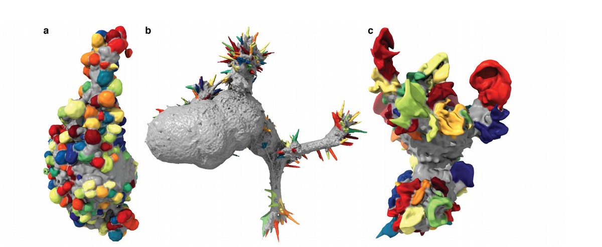 FiolkaLab tweet media