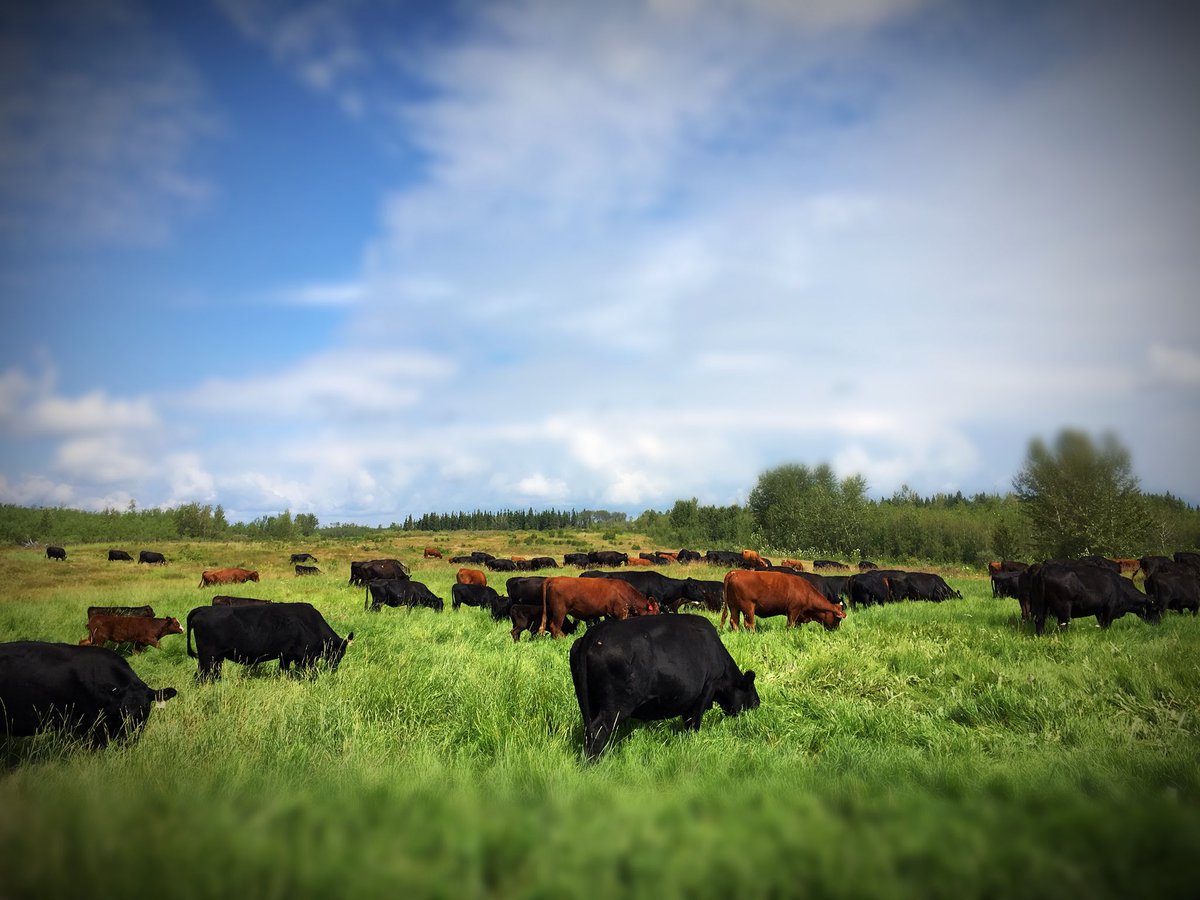 chuiko2's tweet photo. Ladies moooved to a new paddock with a little more open ground. Looks like they’re enjoying it:) #easygrass #plannedgrazing #happycows #ranchlife #OurFoodHasAStory #growingbeef #graze18 https://t.co/HciyMiFnA5