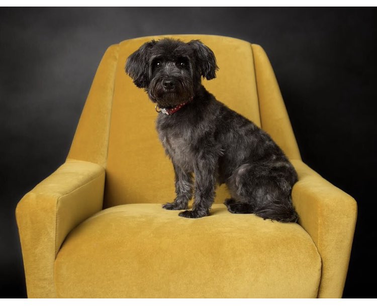 _nikkikitchen_'s tweet photo. Life, made, literally 🤣Kennys photo of Frank is on @madedotcom Insta! 🙌🏽💛 Thanks so much Made.  @kennyclaytonphotography #madedotcom #interiors #instahome #myhomevibe #myeclectichome #velvetchair #cornerofmyhome #frankiethewauzer #wauzer #wauzersofinstagram https://t.co/X5J9625DJK