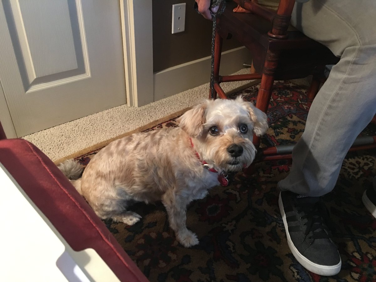 saltydogtrainer's tweet photo. She’s so cute. Don’t let that fool 😂 Cookie has been known to bite. Working with her and her dad to re-establish rules and who is actually in charge. Looking forward to our next session as I see great potential in all involved 😁 #dog #dogsofinstagram #slc #utah #dogtraining https://t.co/m5k8q6iLDi