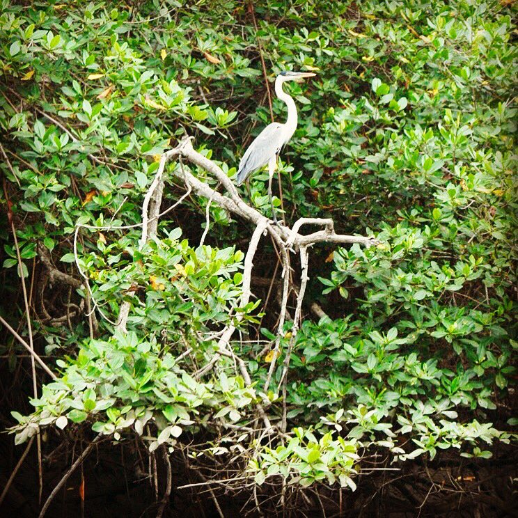 HamacaTours's tweet photo. “Mangroves are rare, spectacular and prolific ecosystems on the boundary between land and sea.” @unesco. Happy #worldmangroveday 📸 @rodriguezponton
.
.
.
#mangrove #instatravel #instaphoto #travel #travelphotography #latam #tropicaldestinations #wildlife #heron https://t.co/pZrV4VDedX
