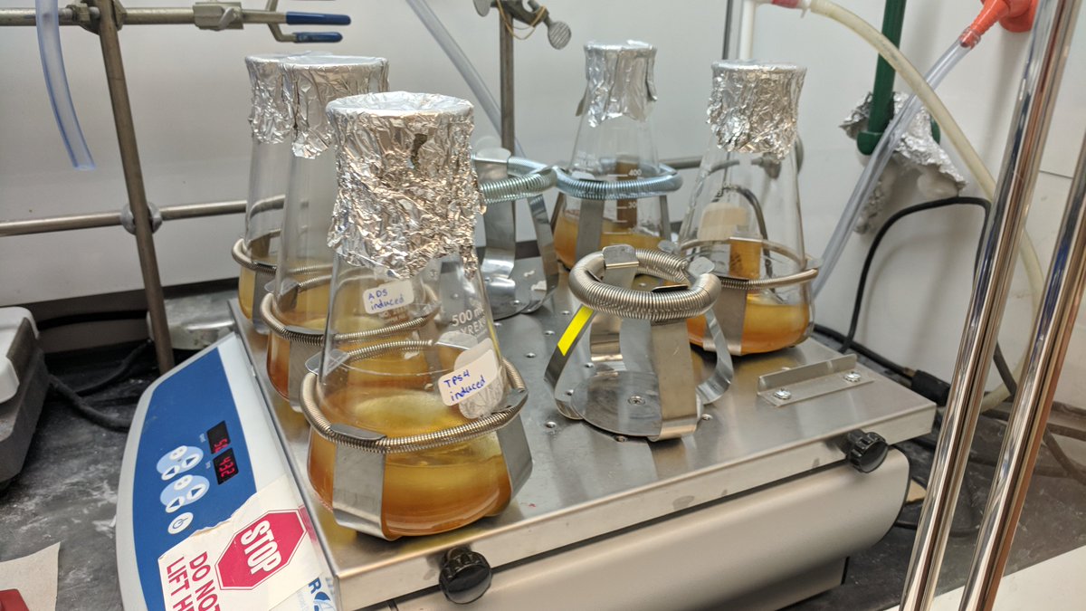 UNLiGEM's tweet photo. Our assays are in progress! Ain't they purdy? #iGEM https://t.co/JSk1UJrfnY