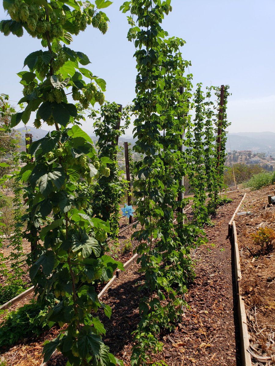 Chillindamos's tweet photo. After 2 weeks of applying Liquid Fence, Deer & Rabbit Repellent, I notice a sharp decrease in rabbit damage. Hops are coming in. Will be a delayed harvest this year. #homebrew #igrowhops #quafforg https://t.co/BH9RlIna9j