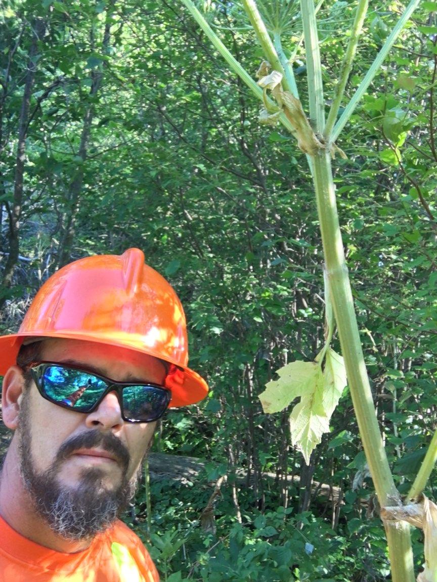 HydroOne's tweet image. The answer to yesterday’s poll is “All of the above”! If you’re in the vicinity of poison ivy, giant hogweed, or wild parsnip, avoid contact and wear protective equipment like goggles and gloves. Learn how to identify these plants: ow.ly/FJFa30l7XuL #TipThursday