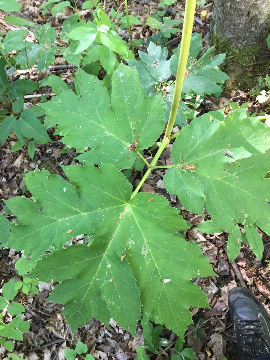 HydroOne's tweet image. The answer to yesterday’s poll is “All of the above”! If you’re in the vicinity of poison ivy, giant hogweed, or wild parsnip, avoid contact and wear protective equipment like goggles and gloves. Learn how to identify these plants: ow.ly/FJFa30l7XuL #TipThursday