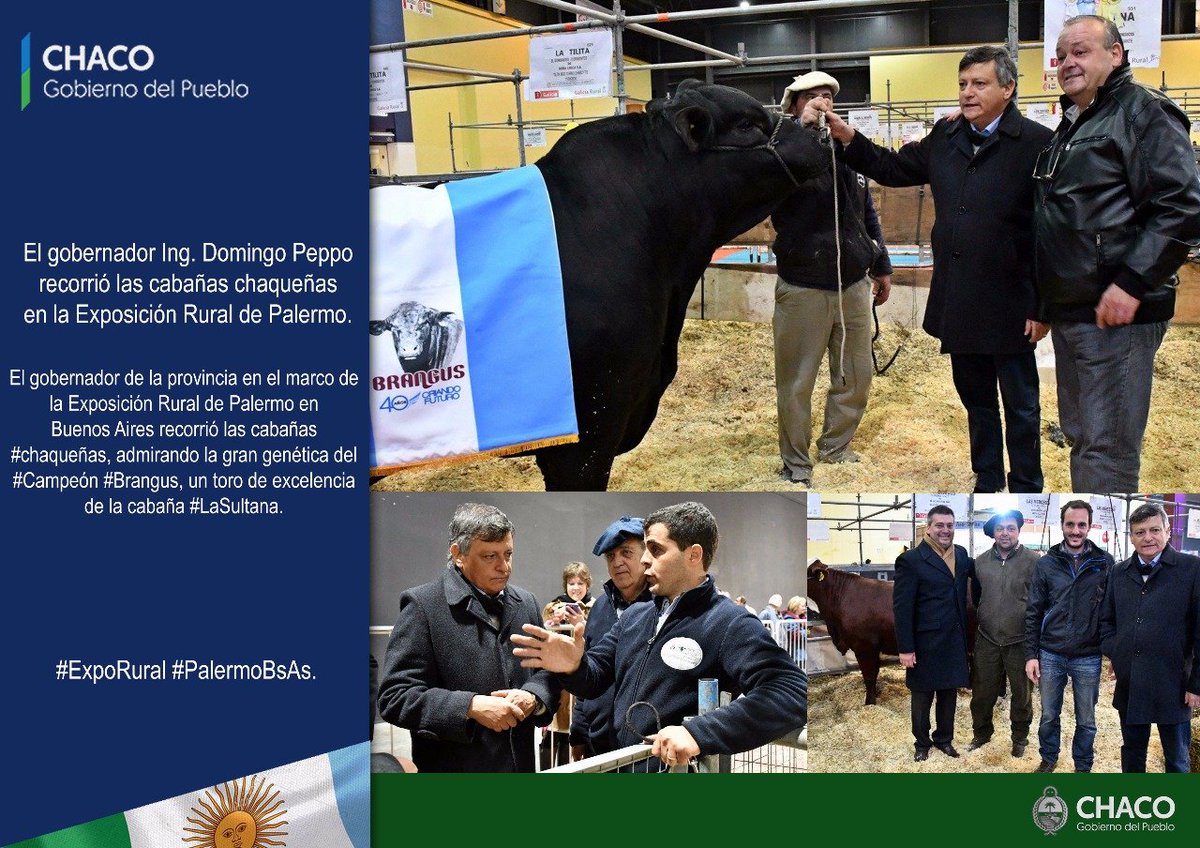 chacoenlinearad's tweet photo. #ExpoPalermo2018 #Chaco
El gobernador de la provincia @domingopeppo en el marco de la Exposición Rural de Palermo en Buenos Aires recorrió las cabañas #chaqueñas, admirando la gran genética del #Campeón #Brangus, un toro de excelencia de la cabaña #LaSultana. https://t.co/fZ0K7gtT1K