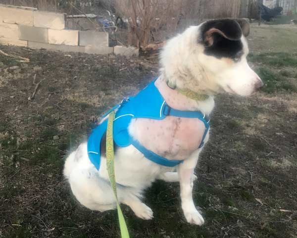 tripawd harness