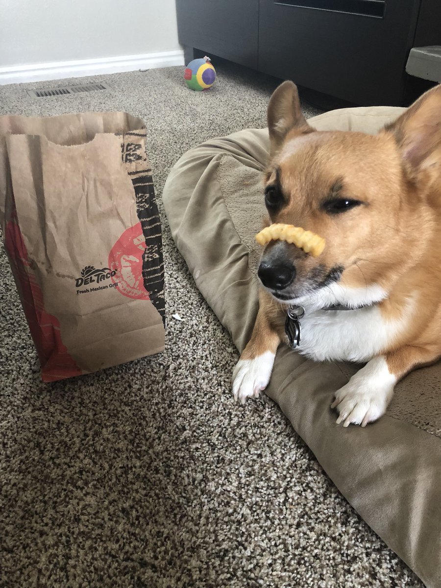 passivlyoffside's tweet photo. Hey @DelTaco can you tell my dad not to make me work so hard for this Fry? #corgi #hungrycorgi https://t.co/AeKYtpnX75