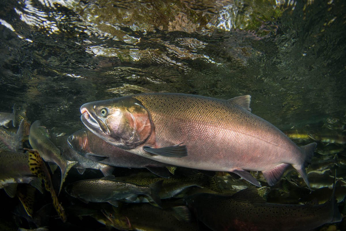 wildsalmoncntr's tweet photo. Restoring Oregon coastal rivers is a key step in bringing back coho.
PC: Eiko Jones https://t.co/HpCI7JYFcf