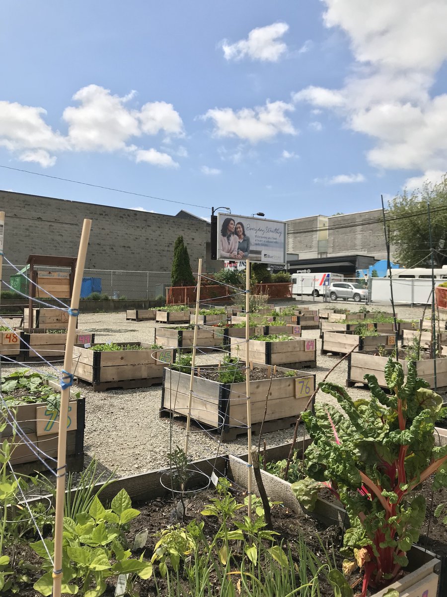 #clientpride RT <a href="/wesgroup/">Wesgroup Properties</a>: 🌱Wesgroup works with <a href="/gardenbuilder/">Community Garden App</a> to provide community gardens to different neighbourhoods across Vancouver. Learn more: ow.ly/MyXC30kdmEF   #greenestcity #urbandevelopment
