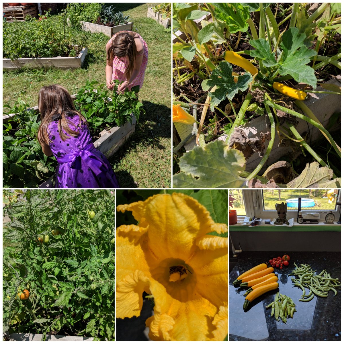 MmeScott08's tweet photo. Went to the school and stopped by the Annex garden before we left.  Got a good haul. There are plenty of tomatoes and yellow zucchini waiting to ripen, beans and peas are continuing to grow.  
#schoolgardening #reallearning 
@HealthyKidsBPS @BaysidePublic https://t.co/hDDEcvo0eX