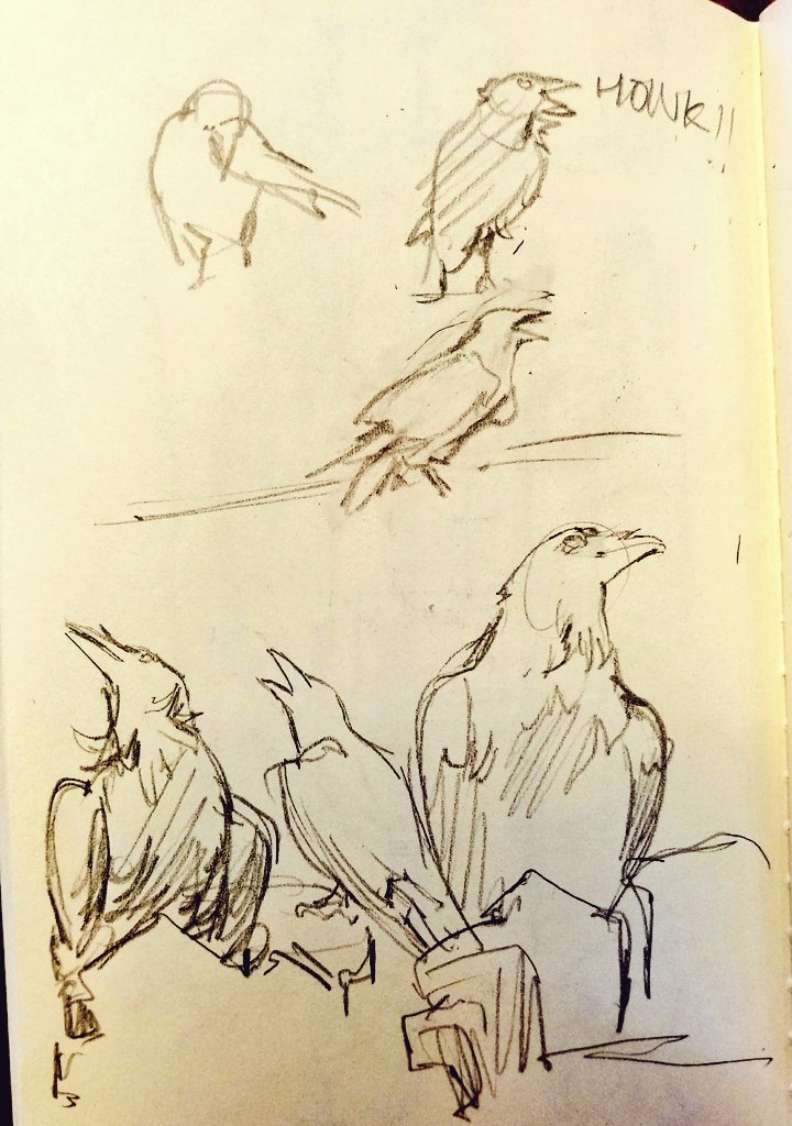 sketched lots of ravens @ the tower of london today!! @ravenmaster1 