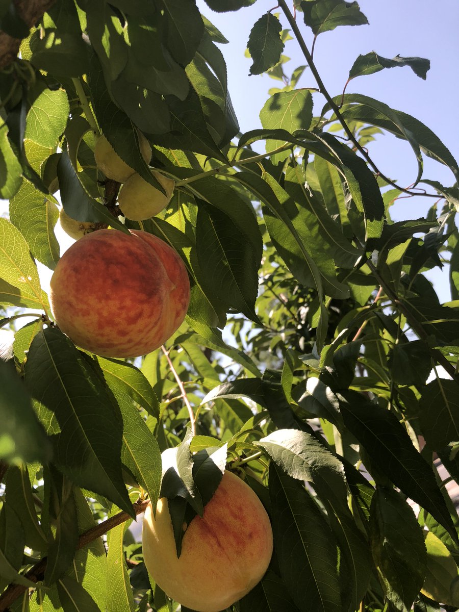 EversonMuseum's tweet photo. There's fruit on our #trees #AtTheE! The "Tree of 40 Fruit" is part of an ongoing series of hybridized fruit trees by contemporary artist Sam Van Aken. Each tree grows over forty different types of stone fruit including peaches, plums, apricots, nectarines, cherries, and almonds. https://t.co/rPYGl4Cm26