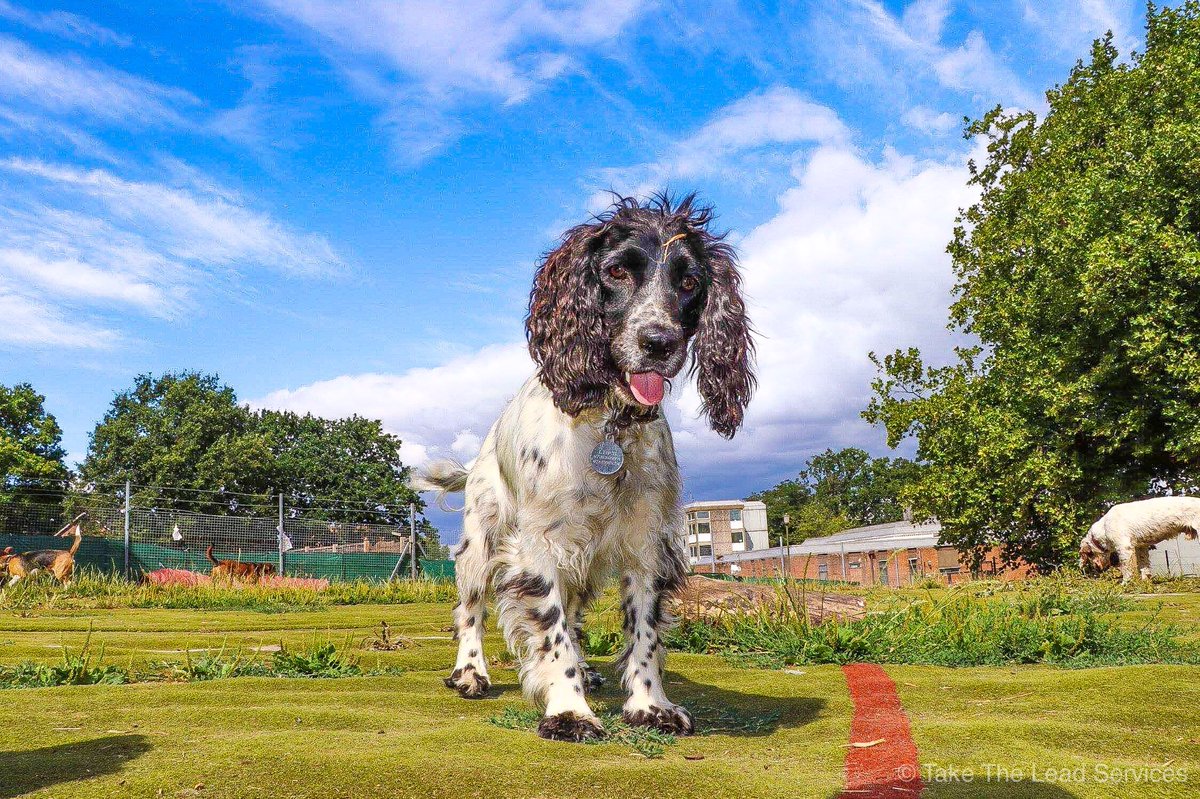 OfficialTTLS's tweet photo. #NationalDogPhotographyDay https://t.co/psKSnq36wk