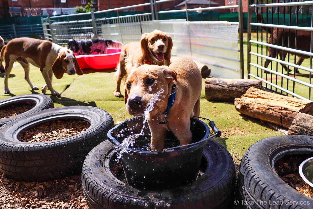 OfficialTTLS's tweet photo. #NationalDogPhotographyDay https://t.co/psKSnq36wk