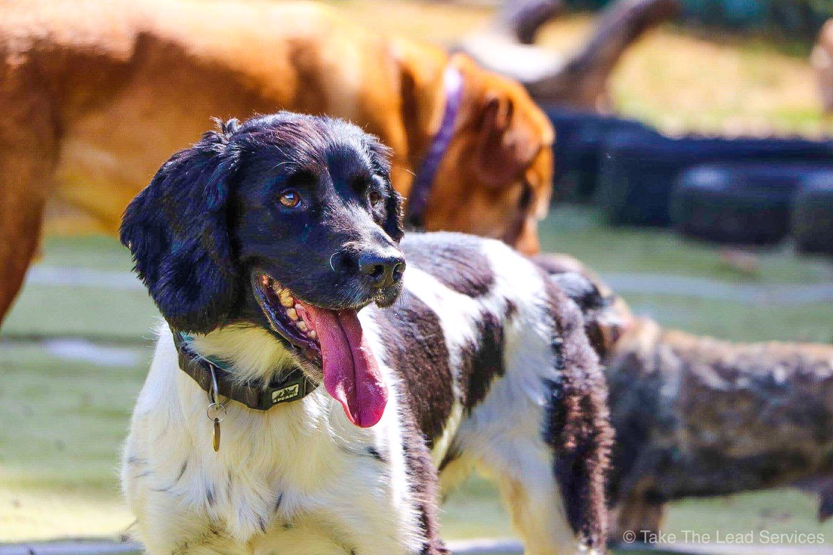 OfficialTTLS's tweet photo. #NationalDogPhotographyDay https://t.co/psKSnq36wk
