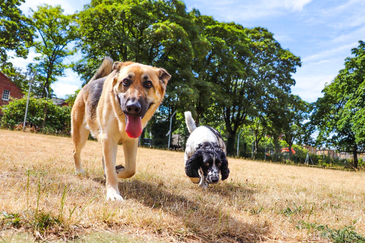OfficialTTLS's tweet photo. #NationalDogPhotographyDay https://t.co/psKSnq36wk