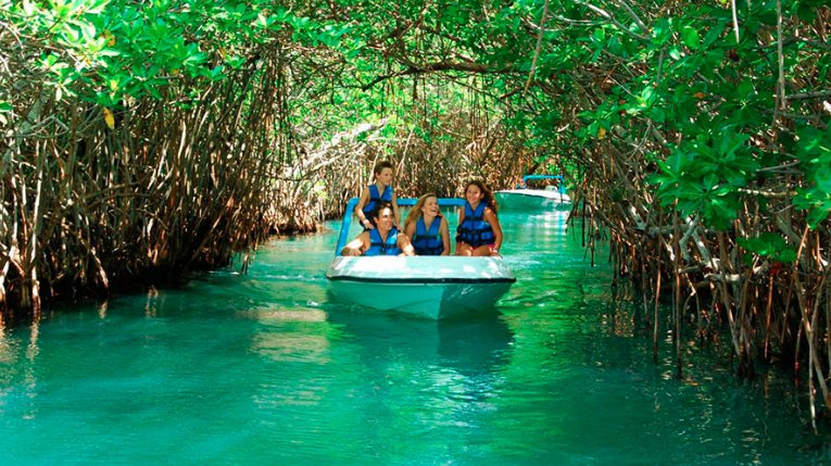 etransfersmx's tweet photo. International day of mangrove conservation. 🌿🌊
A mangrove forest is a forest found in coastal areas or on the banks of rivers and is related to both the sea and freshwater. It is one of the most diverse ecosystems on the planet. #MangroveDay #Planet #naturelovers #QuintanaRoo https://t.co/cMYunmBjwD