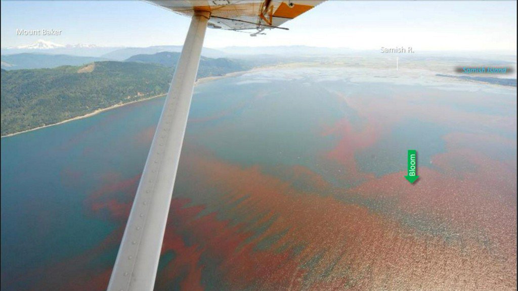 KING5Seattle's tweet photo. If you see something that looks like tomato soup in Puget Sound, here's why. https://t.co/qnosf9ziYO https://t.co/seXf2Yskso