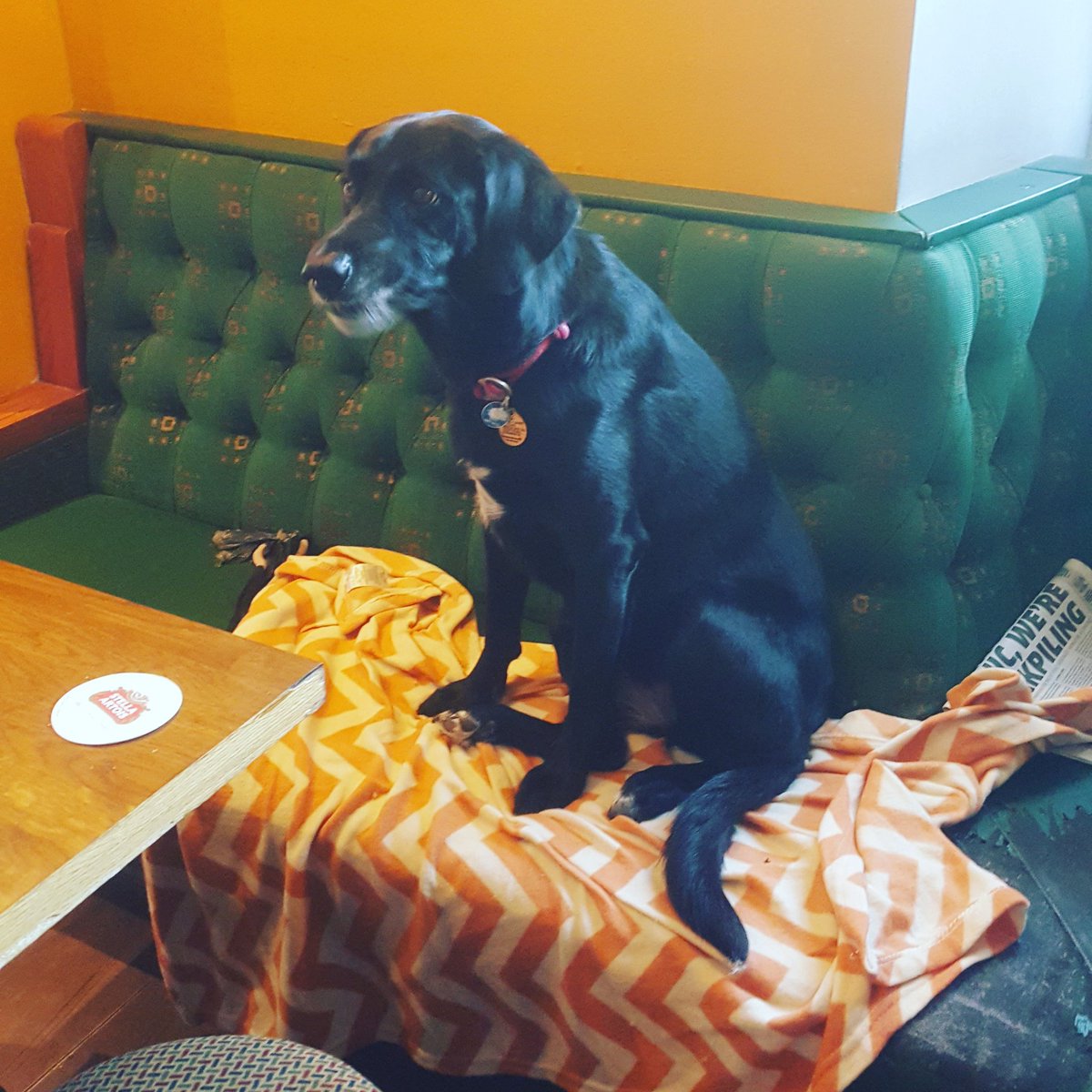 A 4 legged customer Tiger enjoying one of our new doggy towels while dad has a #REALALE  #comfy <a href="/ColintonAmenity/">ColintonAmenityAssoc</a> <a href="/dugsNpubs/">dugsNpubs</a> <a href="/RealAleFinder/">Real Ale Finder App</a>