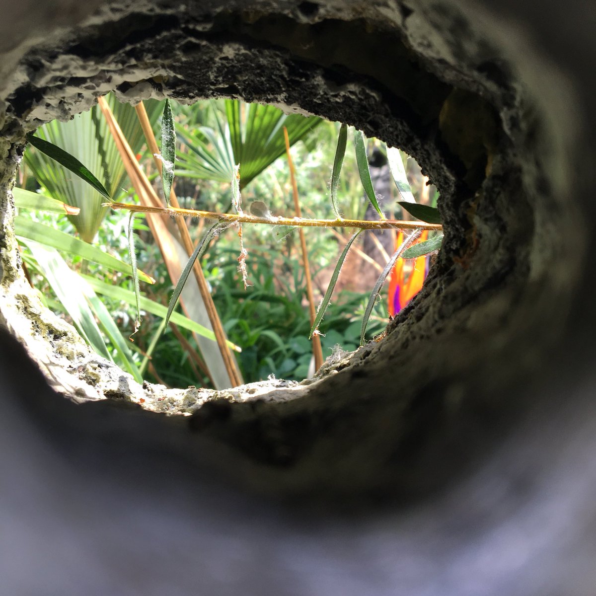 MarianneBarraz's tweet photo. Totally taken with #MartinCook and #GaryBreeze #AntithesisofSarcophagi currently @ChatsworthHouse - I wonder how many people walk past without finding the inner beauty... birds of paradise inside a granite cube 😊✨🤩 #sculpture #nature #granite https://t.co/iojuTb7Fe0