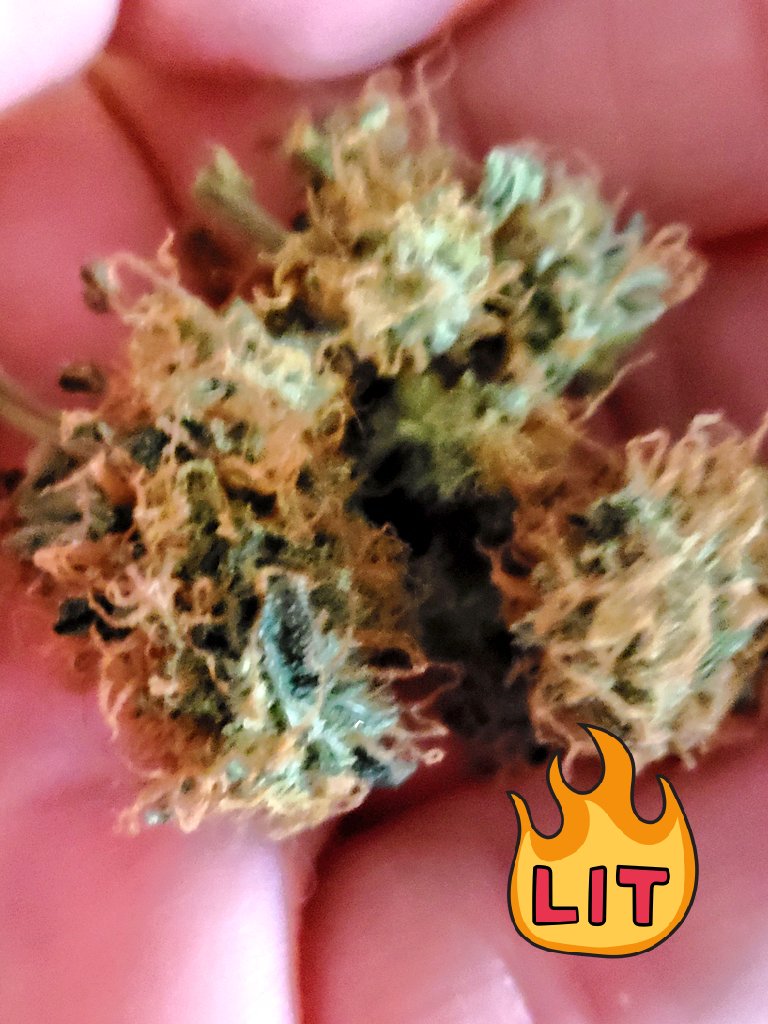 MysticPenny1776's tweet photo. #dailyhaiku
I love sticky green
Popeye had it right you know?
Shove that in my pipe
@_jena4n @im420forsure @dangerousmaybe @Highgirl3434 @realmedicineMI #cannabis #KeepItSimpleStoners #StonerFam @Tsw_420 @cannaworldsite @PeaceLoveHerbs @420Alan2 #AlwaysReadytoBlaze #420ontime https://t.co/DU6l4fJmqg