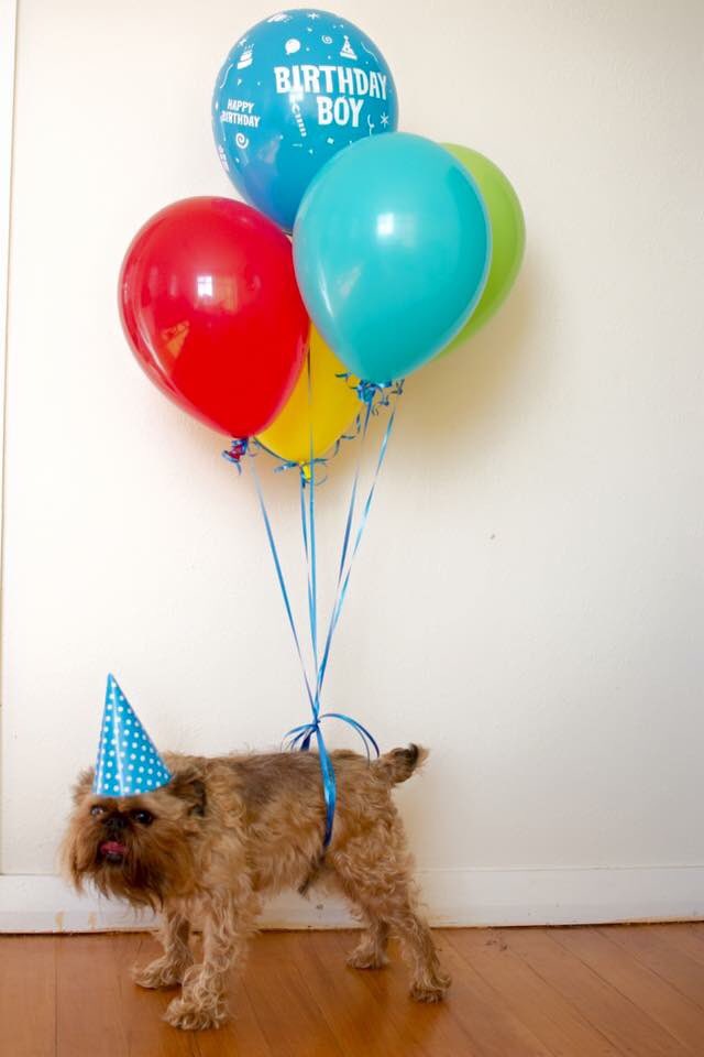 When they say “decorate your birthday party with balloons” but you are the party 🎈 
Happy 7th birthday Digby!
